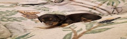Miniature Dachshund dogs for sale: ⭐️🌈Beautiful miniature dachshunds🌈⭐️ - Advert 12