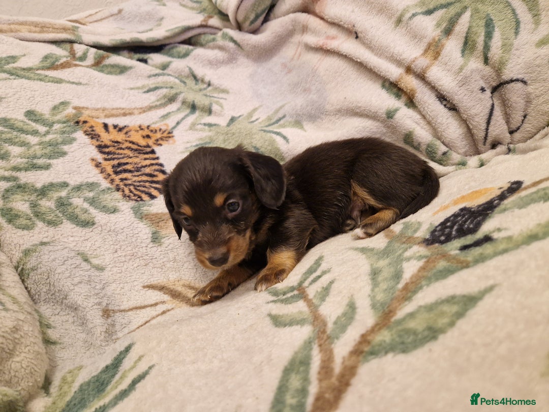 Miniature Dachshund dogs for sale: ⭐️🌈Beautiful miniature dachshunds🌈⭐️ - Advert 12