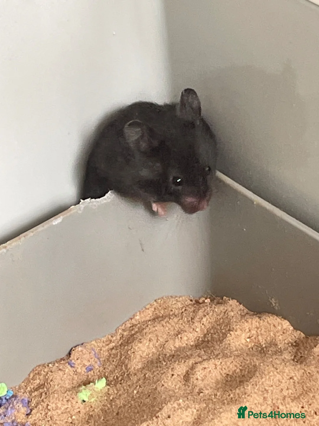 Hamster rodents for sale: Beautiful Syrian Hamsters - Advert 2