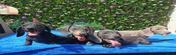 Miniature Dachshund dogs for sale: 🌈 BEAUTIFUL “RAINBOW” DACHSHUND LITTER 🌈 - Advert 8