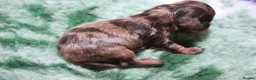 Miniature Dachshund dogs for sale: 🌟 Dapple&Choc&Black PRA Clear KC reg – Dec 26 🌟 - Advert 8