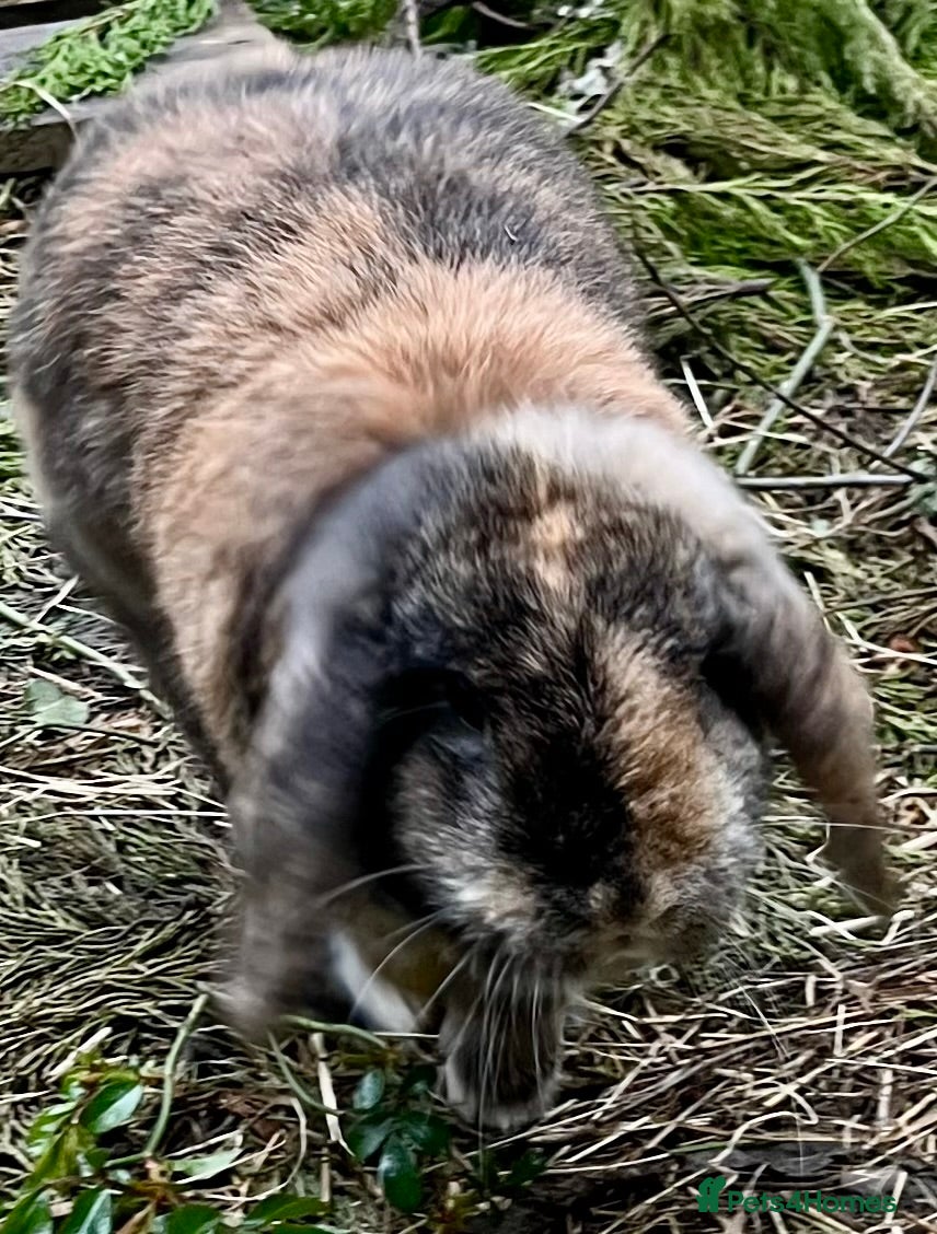 Mini Lop rabbits Mini Lop   - Advert 1