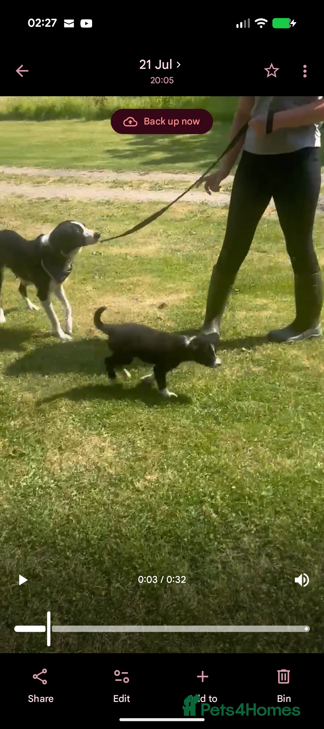Border Collie dogs for sale: Male border collie  in Wigton - Advert 2