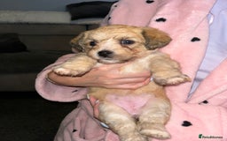 Mixed Breed dogs for sale: Jackie Bichon Pups - Image 2