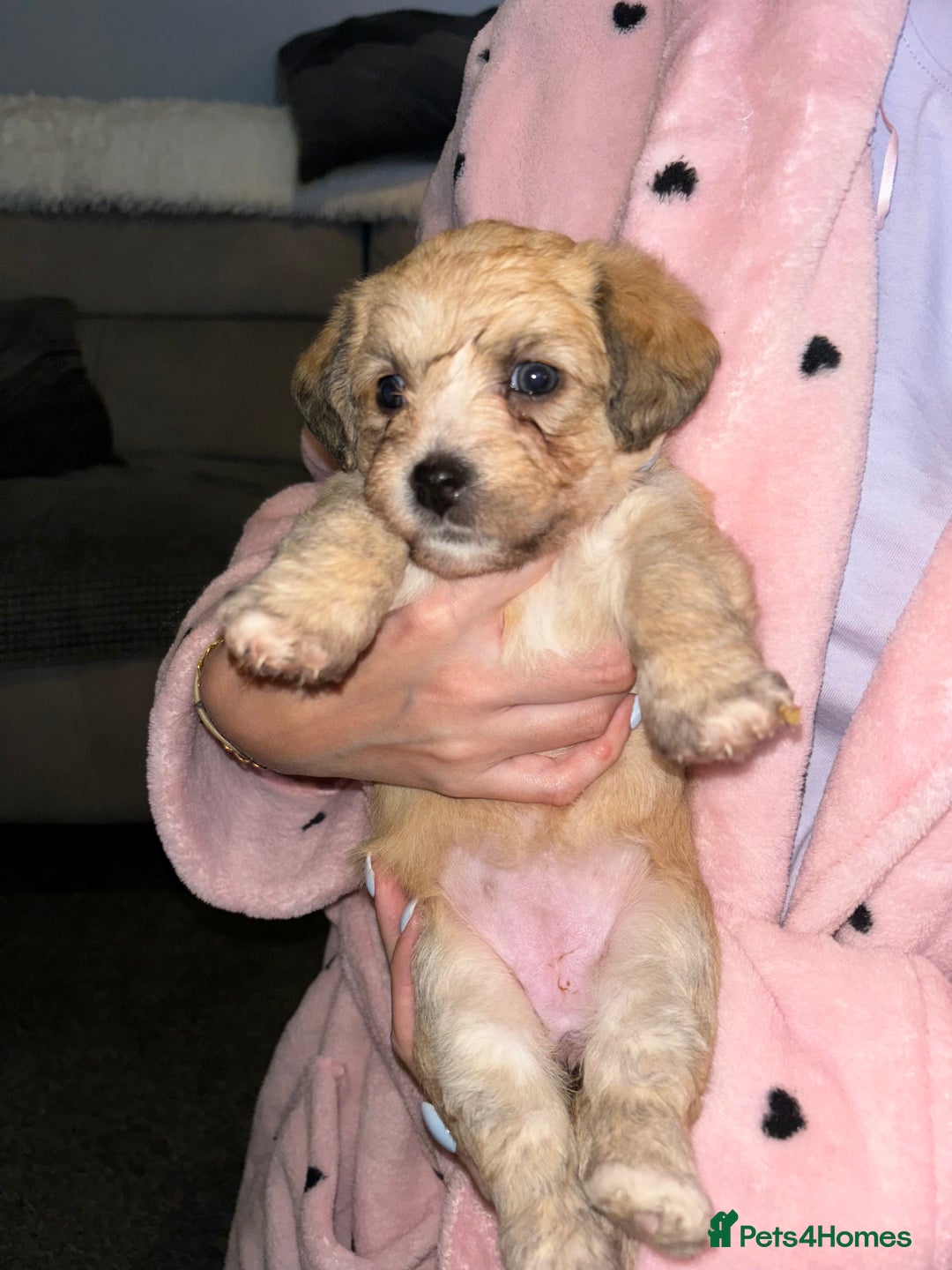 Mixed Breed dogs for sale: Jackie Bichon Pups - Image 2