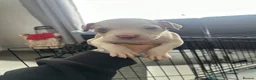 Staffordshire Bull Terrier dogs for sale: 3/4 Staffy 1/4 pocket bully - Advert 6