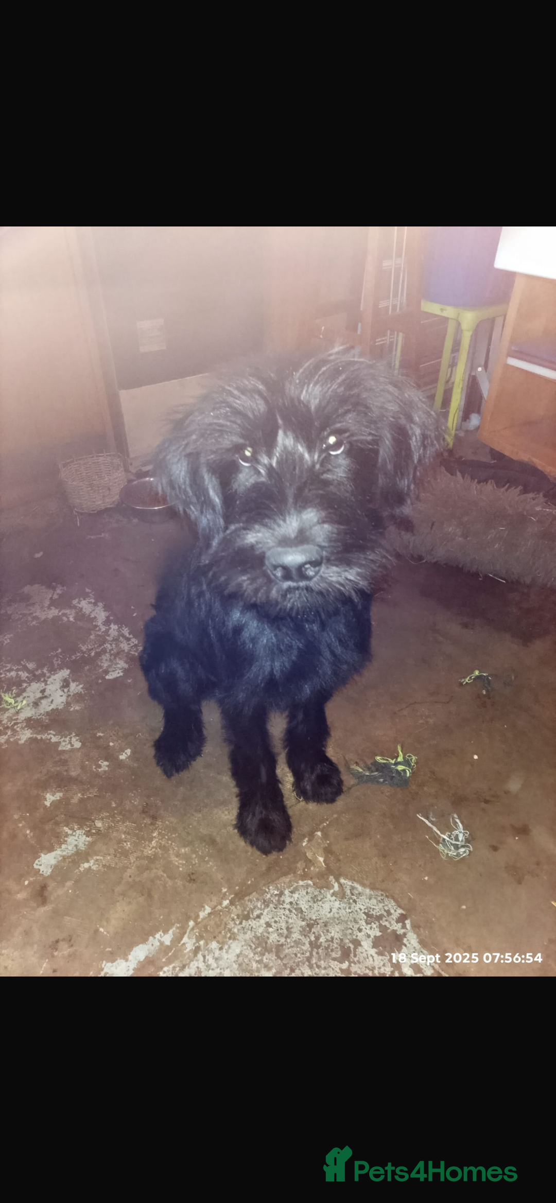 Mixed Breed dogs for sale: Caucasian Shepherd/giant schnauzer gross - Image 2