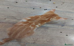Bengal cats for sale: Bengal cross female rare ginger  - Image 6