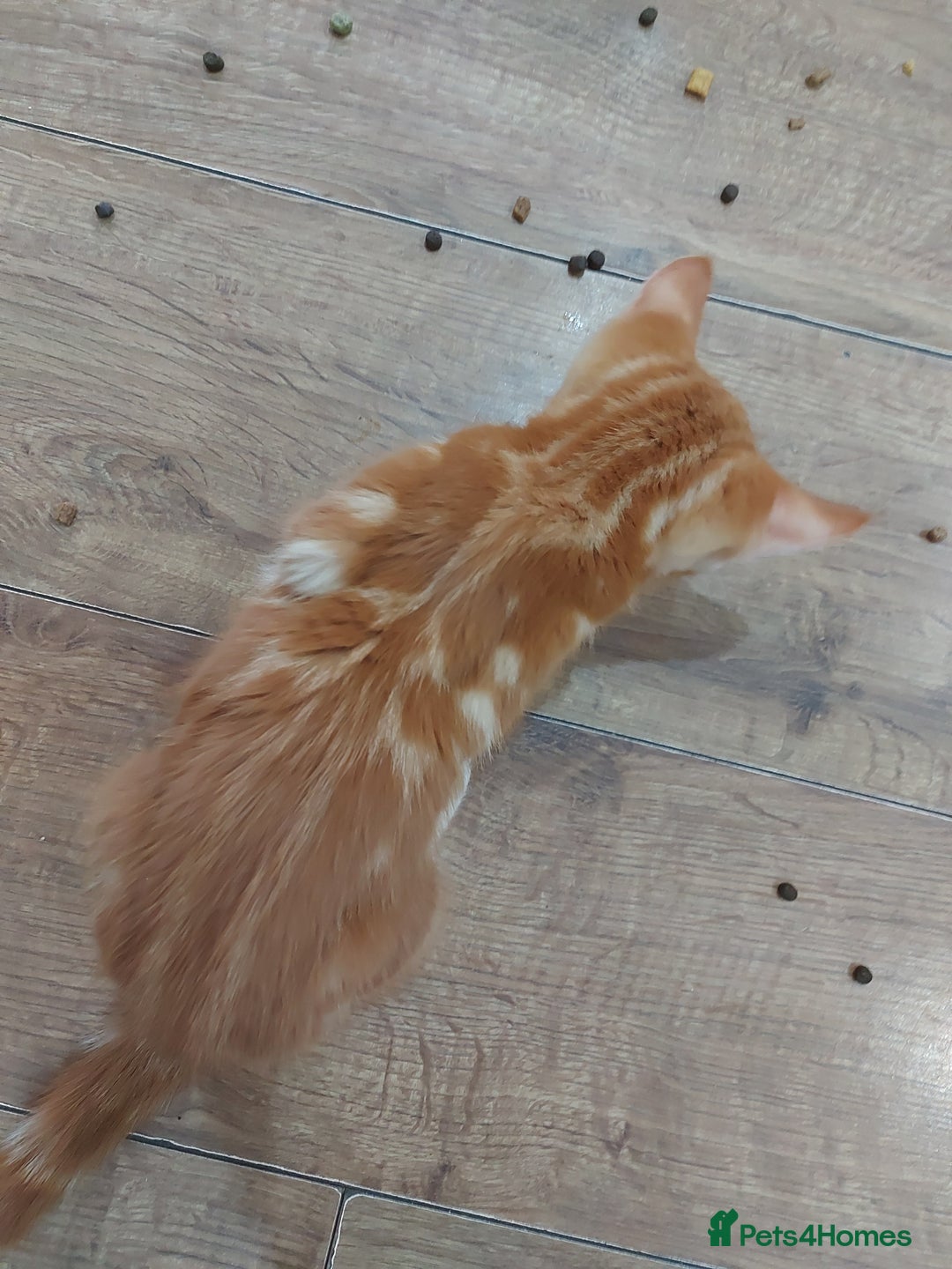 Bengal cats for sale: Bengal cross female rare ginger  - Image 6
