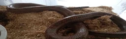 Mixed Breed reptiles for sale: Mix job lot selling my sons replites from £40-£900 - Advert 4