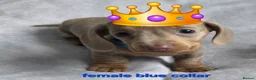 Dachshund dogs for sale: 8 Mini daxis smooth coat (kc reg optional) - Advert 1