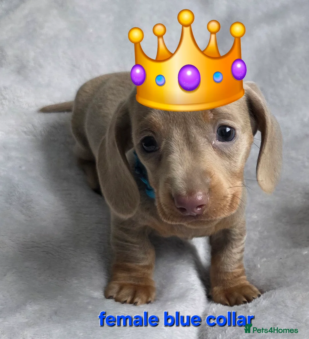 Dachshund dogs for sale: 8 Mini daxis smooth coat (kc reg optional) - Advert 1