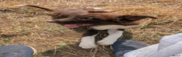 Border Collie dogs for sale: Taylor red and white isds reg pup - Advert 4