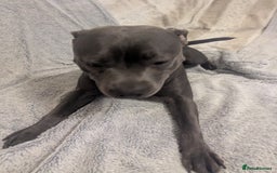 Staffordshire Bull Terrier dogs for sale: Blue female staff for sale  - Image 37