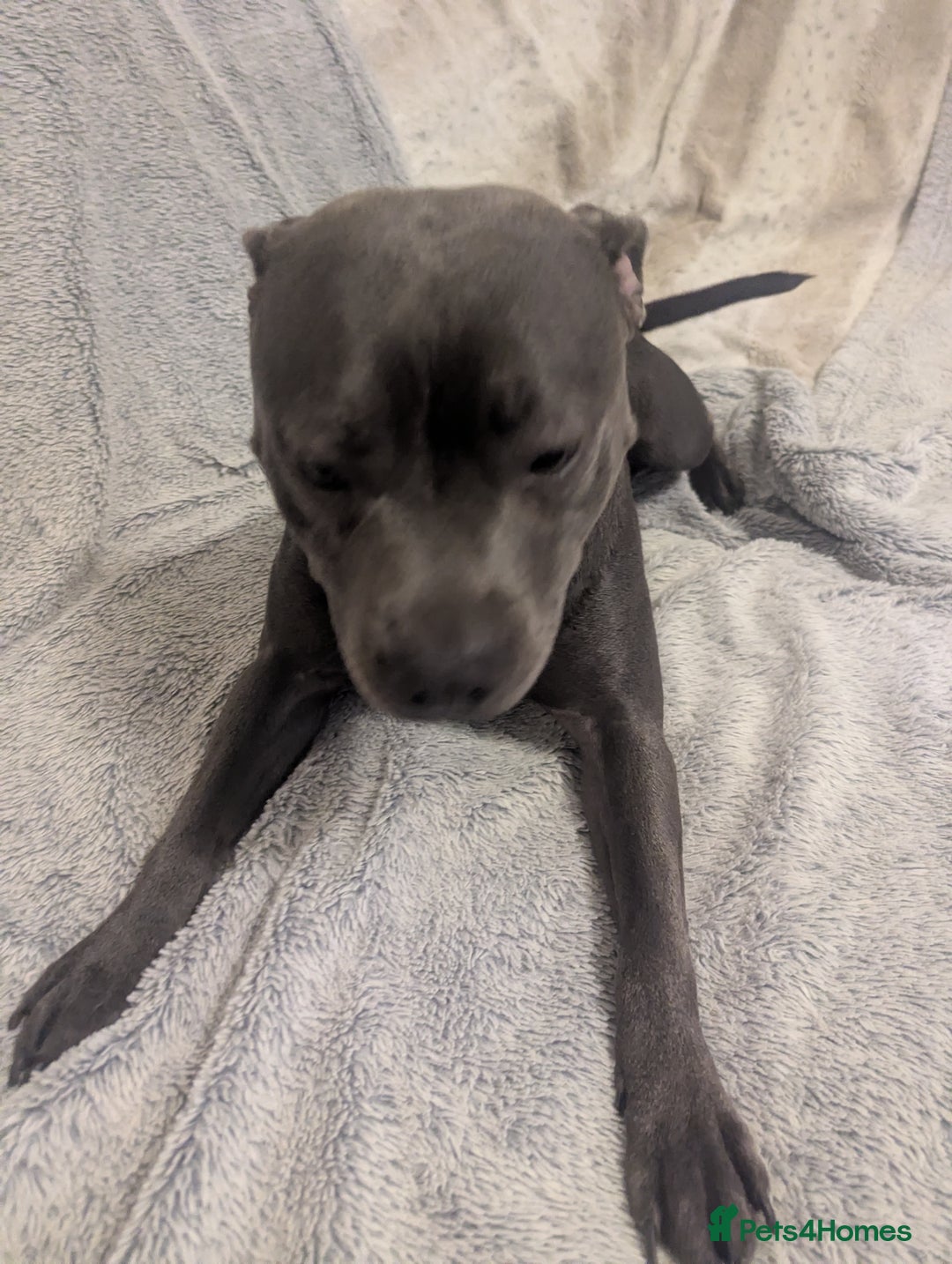 Staffordshire Bull Terrier dogs for sale: Blue female staff for sale  - Image 37