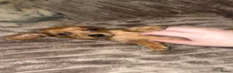Miniature Dachshund dogs for sale: Dachound puppy’s - Advert 2