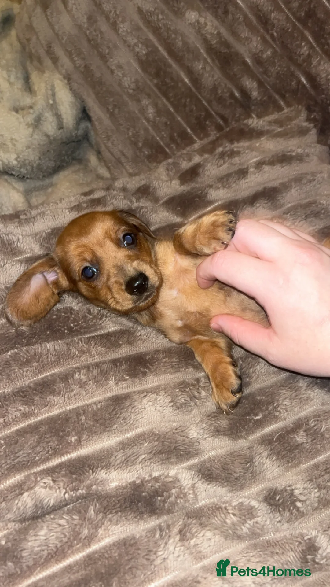 Miniature Dachshund dogs for sale: Dachound puppy’s - Advert 2