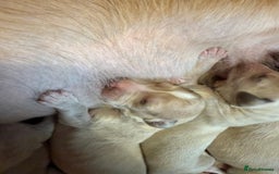 Saluki dogs for sale: Beautiful Saluki  - Image 32