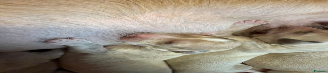 Saluki Puppy 4