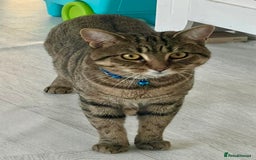 Bengal cats for sale: Male bengal cat looking for forever home  - Image 3