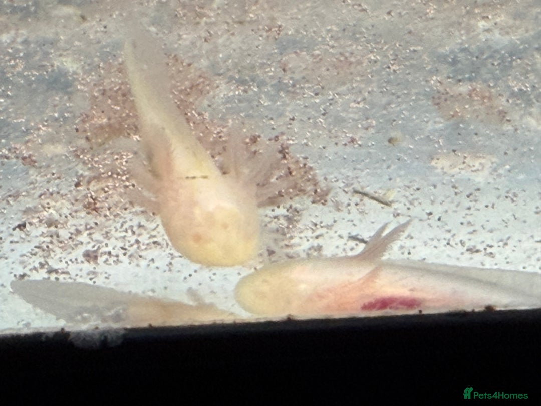 Axolotl reptiles for sale: Axolotl - Advert 8