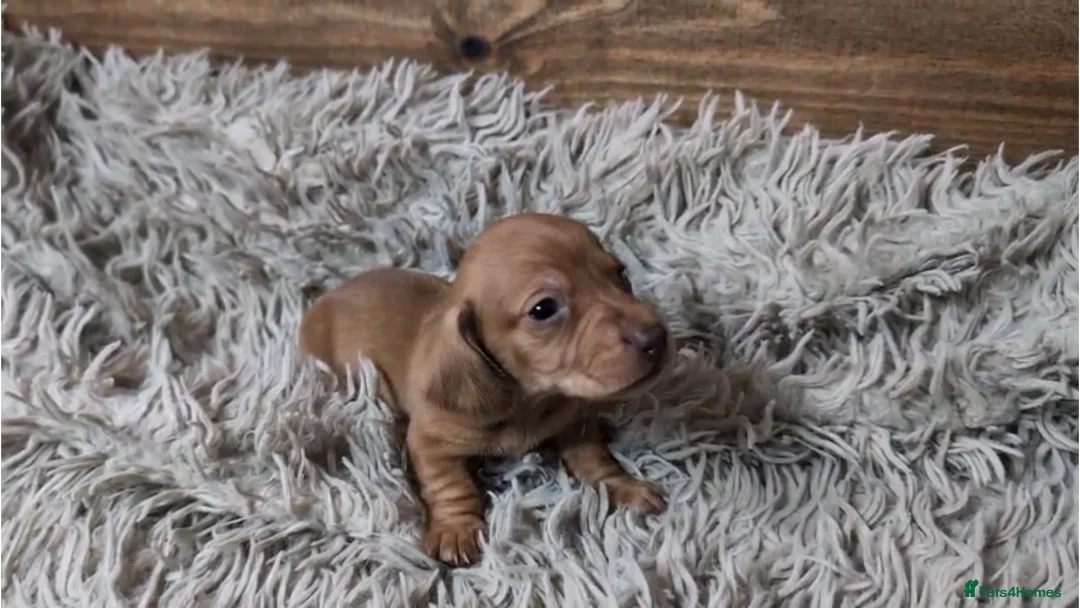Miniature Dachshund dogs for sale: Mini Dachshund Puppies KC Ready start of March 🐾 - Advert 31