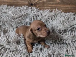 Miniature Dachshund dogs KC Reg Mini Dachshund Puppies 🐾 - Advert 9