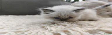 Ragdoll 1