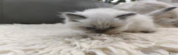 Ragdoll cats for sale: Gorgeous Snow Leocats: RagdollxSiberianxHimalayan! - Advert 7