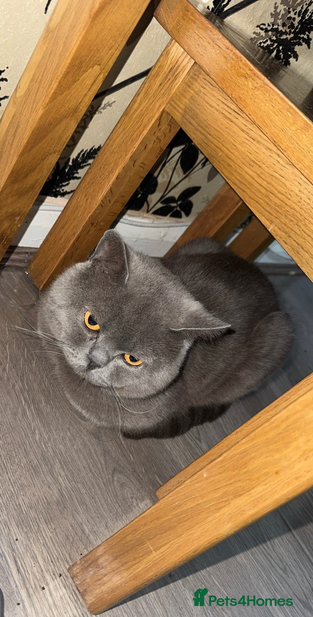 British Shorthair cats for sale: Gizmo British shorthair  - Image 3