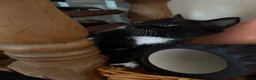 Mixed Breed cats for sale: Beautiful litter of 6 mixed Kittens  in Ashford - Advert 2