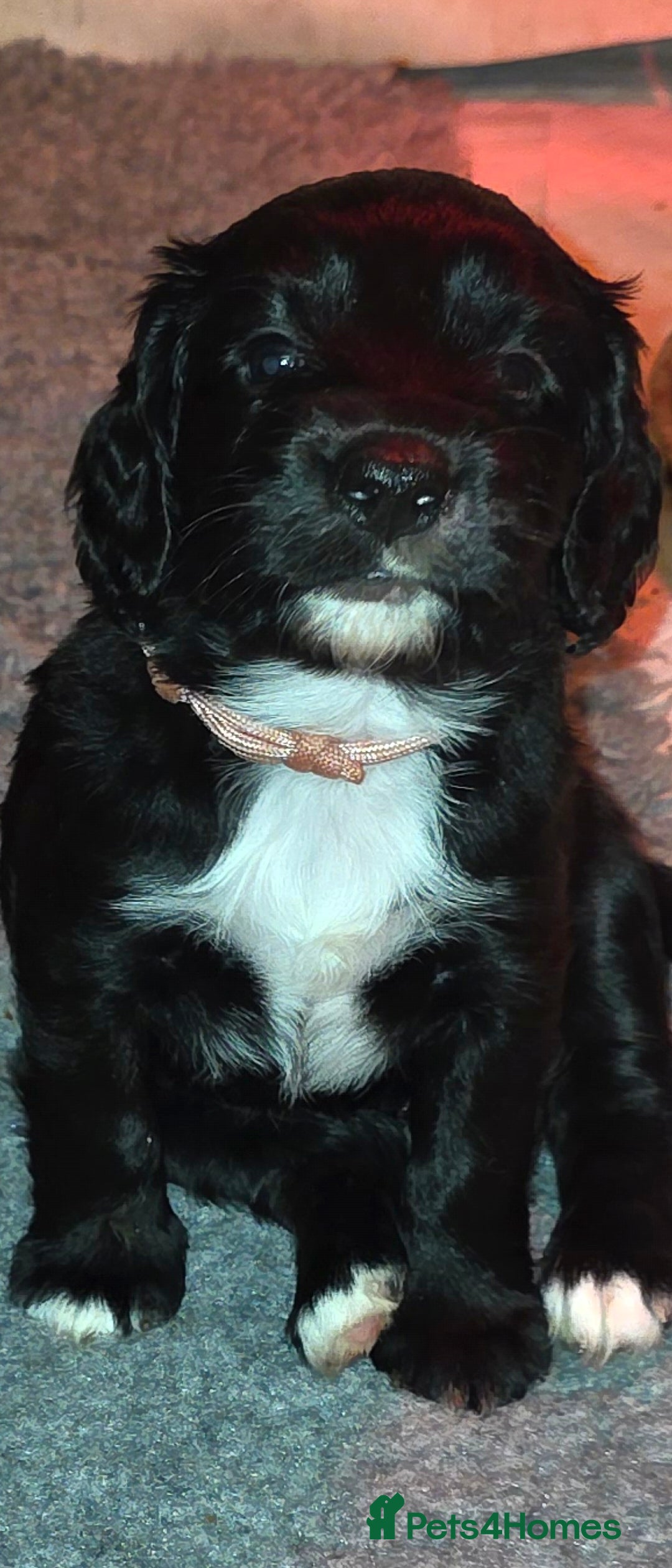 Sprocker dogs for sale: Beautiful chunky sprocker spaniel puppies  - Advert 13