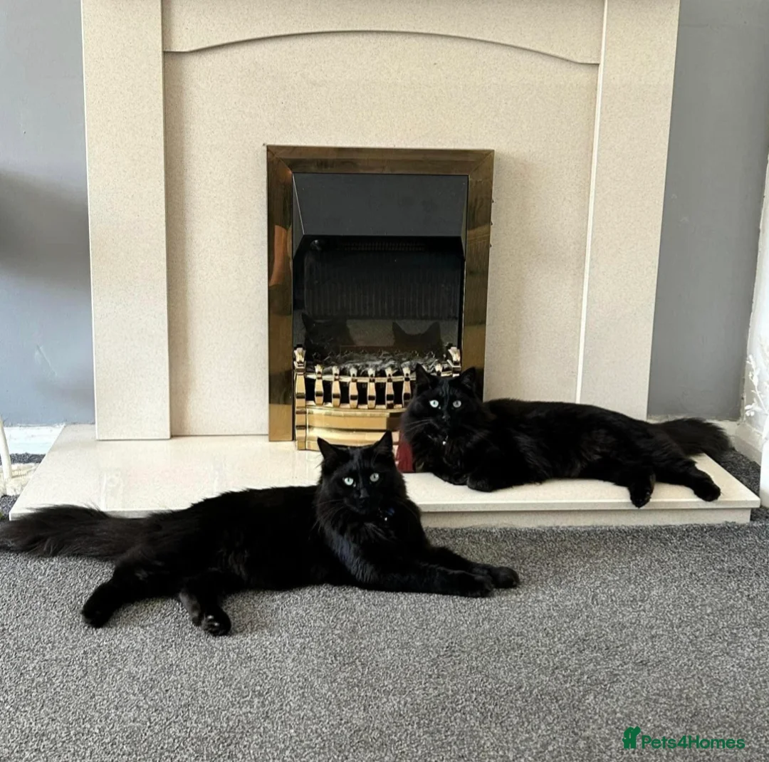 Mixed Breed cats for sale: Ragdoll x Domestic  in Seaham - Advert 8