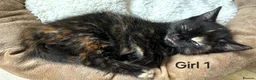 Mixed Breed cats for sale: Four Tortoise-Shelled Female Kittens in Wokingham - Advert 32