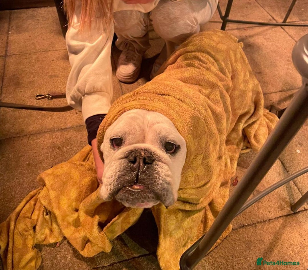 English Bulldog dogs for sale: English Bulldog Looking For New Home  - Advert 11