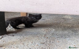 Bombay cats for sale: Different prices Bombay X long hair  - Image 32