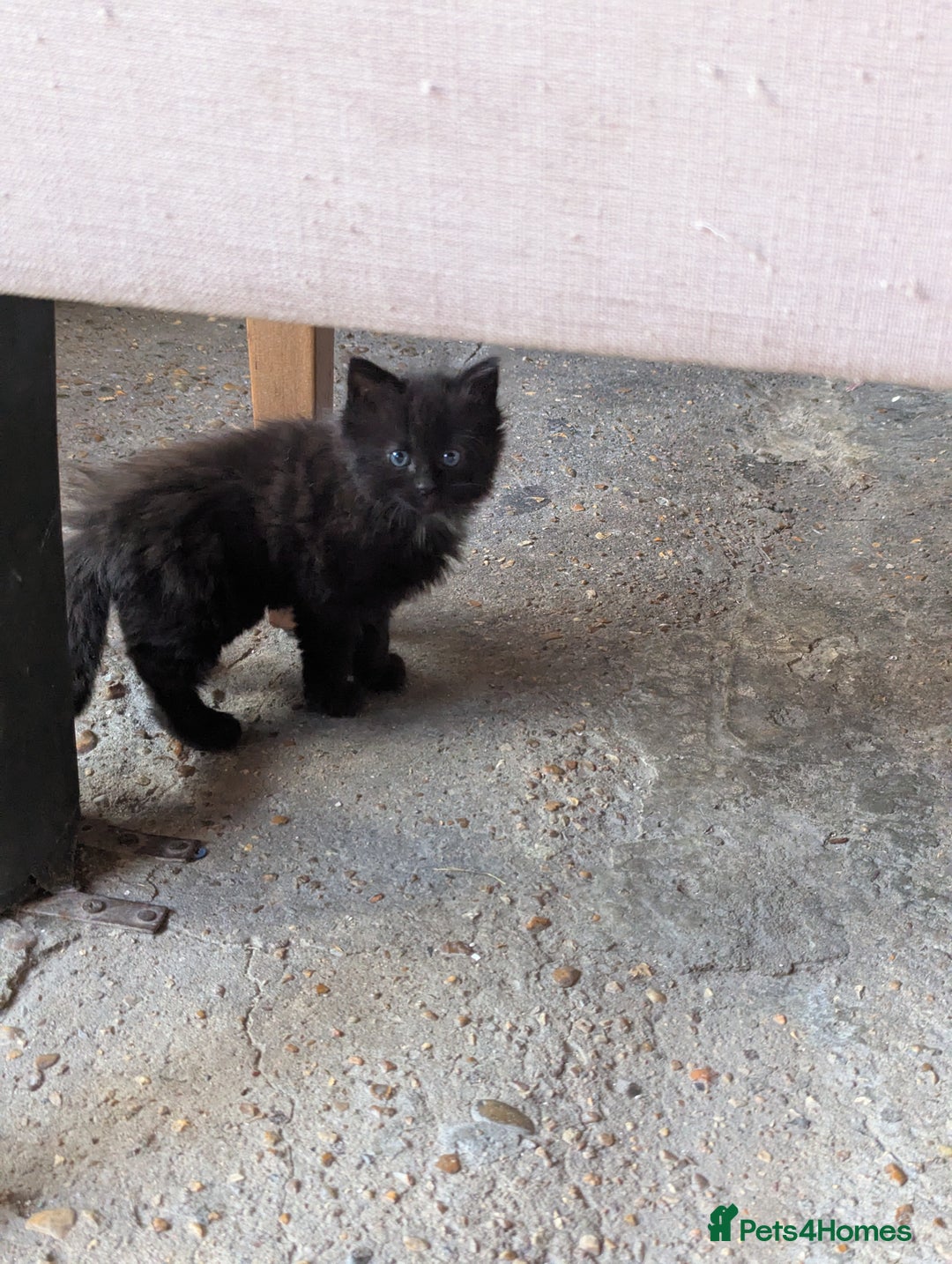 Bombay cats for sale: Different prices Bombay X long hair  - Image 32