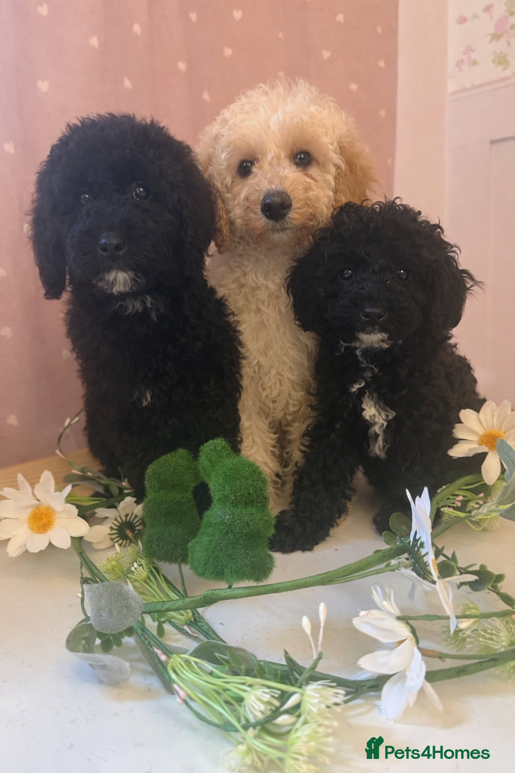 Labradoodle dogs Health Tested miniature labradoodles 🥰 - Advert 11