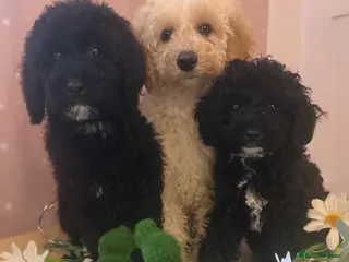 Labradoodle dogs Health Tested miniature labradoodles 🥰 - Advert 11