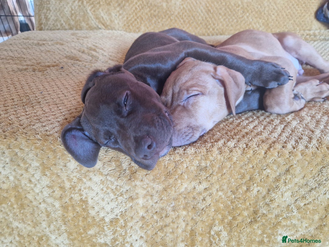 Mixed Breed dogs for sale: Doberman/labrador x american bulldog/english staff - Advert 19