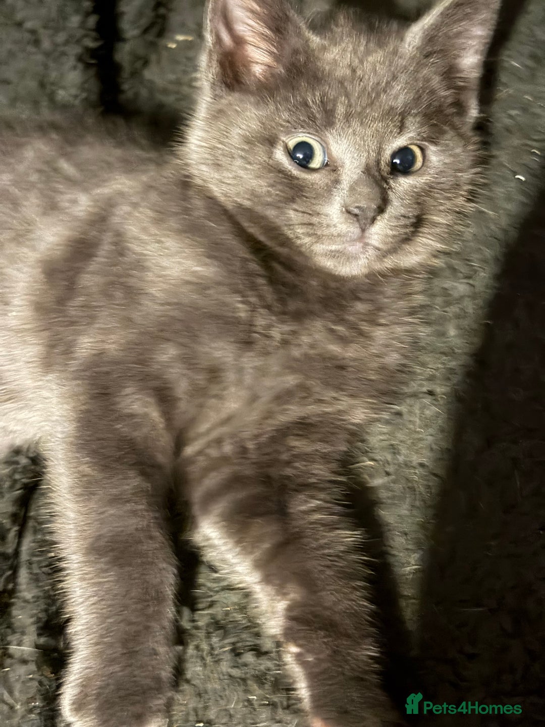 Mixed Breed cats for sale: Adorable Fluffy Kittens - Advert 13