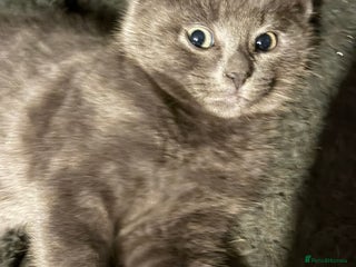 Mixed Breed cats Adorable Fluffy Kittens - Advert 1