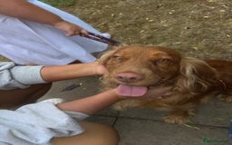 Mixed Breed dogs for sale: Golden Cocker Spaniel Female - Image 4