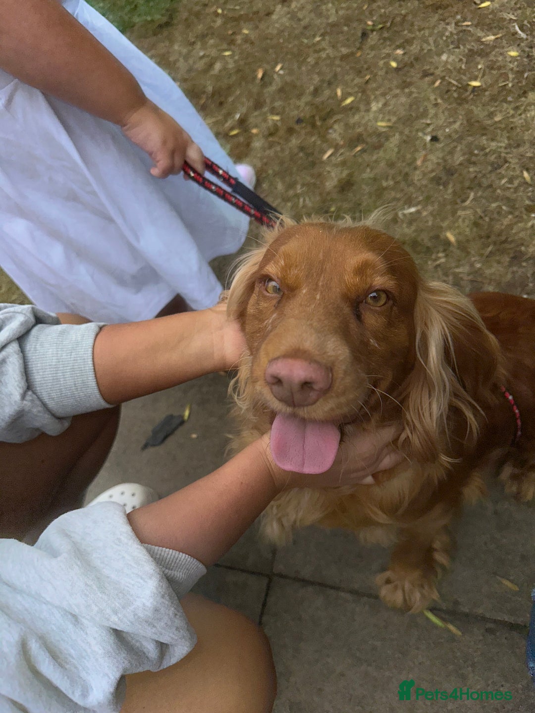 Mixed Breed dogs for sale: Golden Cocker Spaniel Female - Image 4