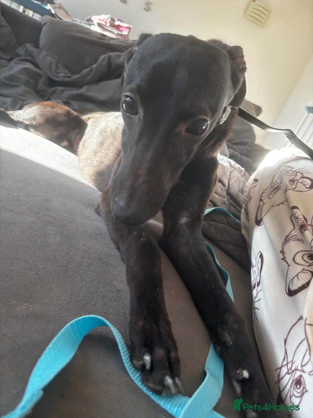 Mixed Breed dogs for sale: Mini whippet male for sale  - Advert 1