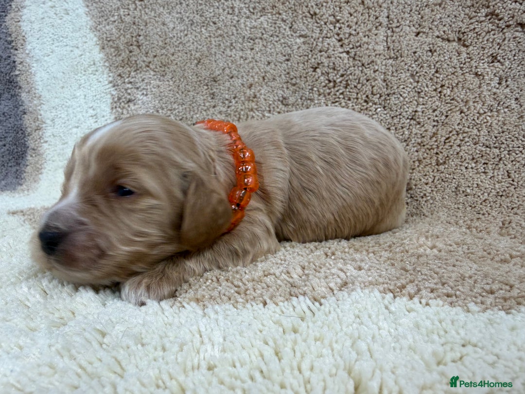 Cockapoo dogs for sale: F1 mini cockapoos health tested parents  - Advert 13