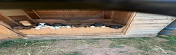 Sprocker dogs for sale: F1 Sprockers - Advert 5