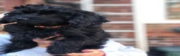 Cavapoo dogs for sale: ❗️REDUCED❗️ready to go 1 GIRL LEFT! black cavapoos - Advert 6