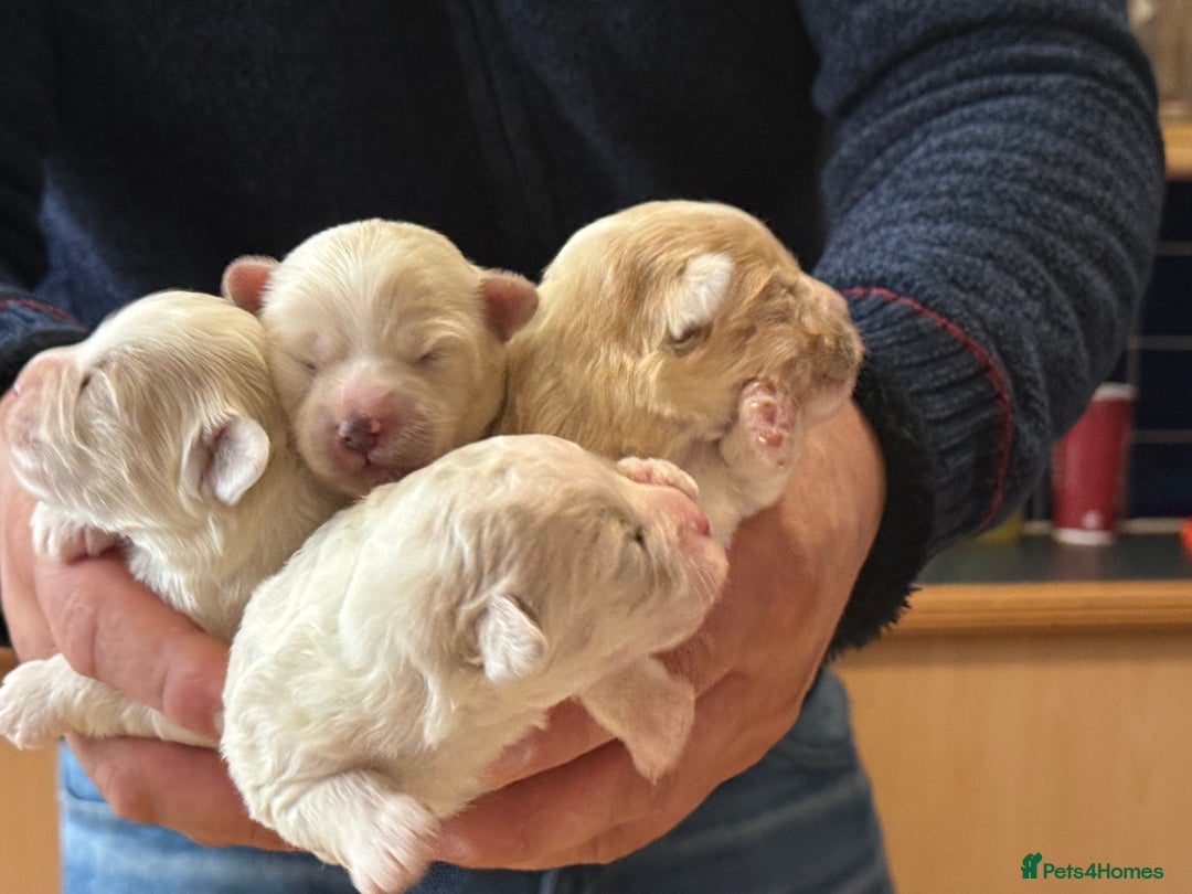 Bichon Frise dogs for sale: Bichon puppies for sale - Advert 9