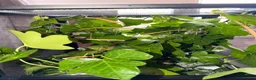 Stick Insects invertebrates for sale: Indian Stick Insect Eggs For Sale 🪴 - Advert 3